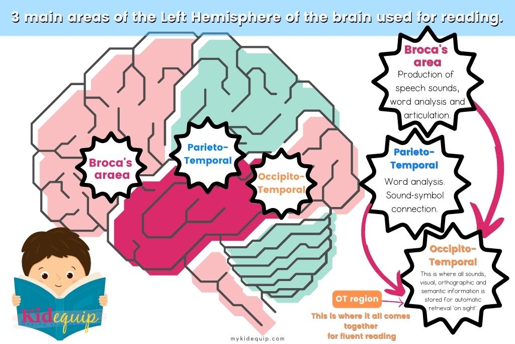 An illustration of the 3 main areas of the brain that are used for reading in the left hemisphere.