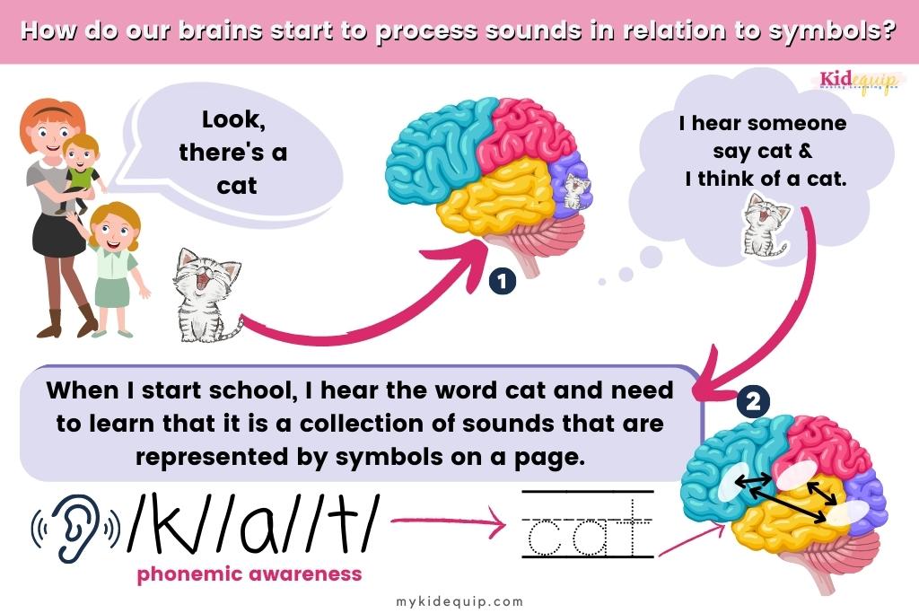 Illustration of the concept of phonemic awareness An illustration shows the process of phonemic awareness and how our brains begin to learn to read and process sounds into symbols.