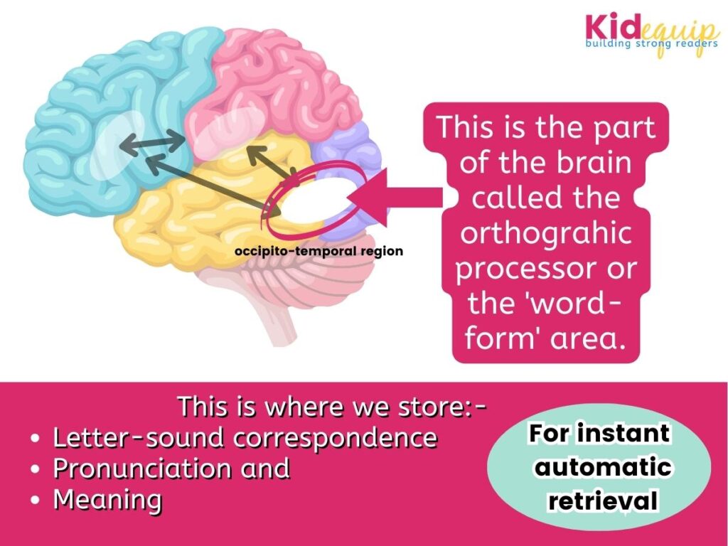 an image of the brain and how our brains learn to read through orthographic mapping
